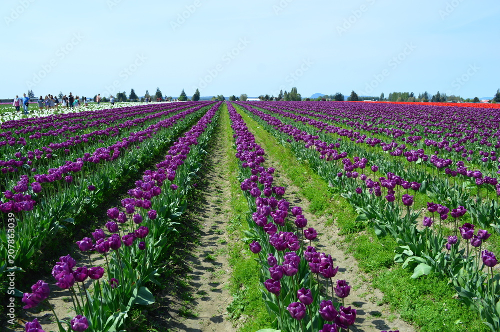 Purple Tulips in Skagit Valley