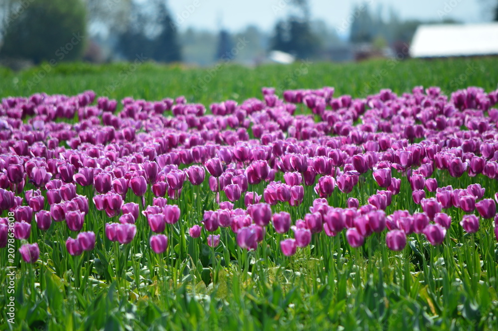 Obraz premium Purple Tulip Bloom