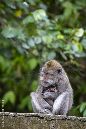 Portrait of baby monkey and mother at sacred monkey forest in Ubud, Bali, Indonesia. Close up © OlegD