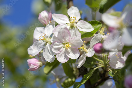 White flowers of the apple blossoms on a spring day over blue sky background. Flowering fruit tree in Ukraine