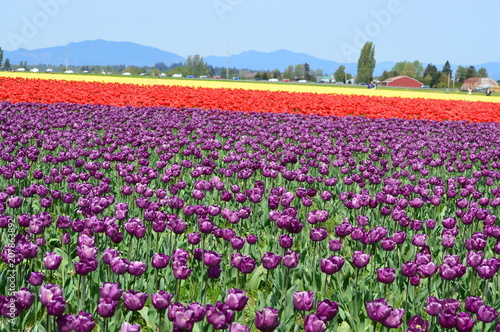 Mount Vernon Skagit Valley Tulip Field