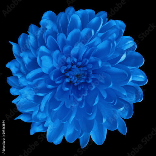 Fototapeta Naklejka Na Ścianę i Meble -  Chrysanthemum  blue. Flower on  isolated  black background with clipping path without shadows. Close-up. For design. Nature.