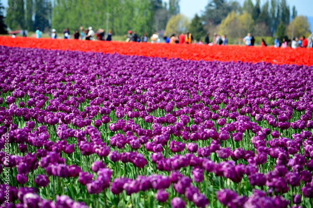 Colorful Tulips in Mount Vernon Skagit Valley Tulip Farm