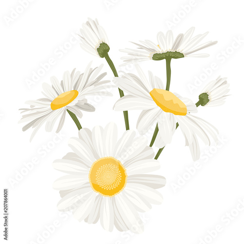 Isolated daisy chamomile close up view collection set. Loves me loves me not flower. Detailer realistic herbs wild flower medicine on white background. Vector design illustration reusable element.
