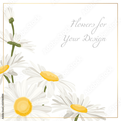 Chamomile daisy flowers herbs bouquet isolated on white background. Floral corner composition decoration with camomiles. White yellow spring summer flowers. Vector design illustration element.