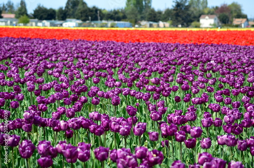 Wallpaper Mural Colorful Tulips in Skagit Valley Tulip Farm Torontodigital.ca