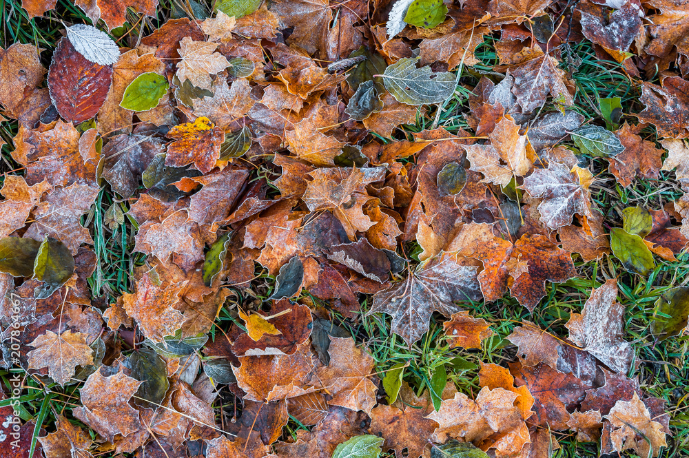 Obraz premium Frosted leaves in grass