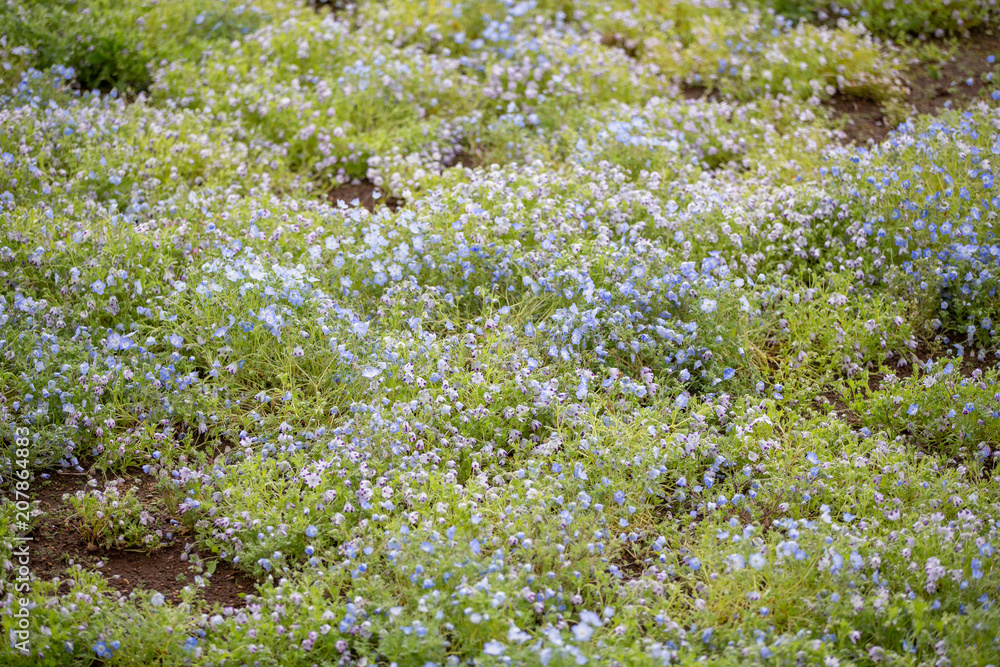 Carpet of Nemophila, or baby blue eyes flower Carpet of Nemophila, or baby blue eyes flower