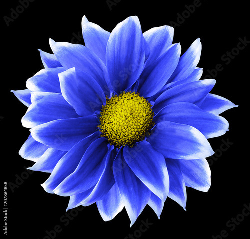 Chrysanthemum blue-white. Flower on  isolated  black  background with clipping path without shadows. Close-up. For design. Nature.