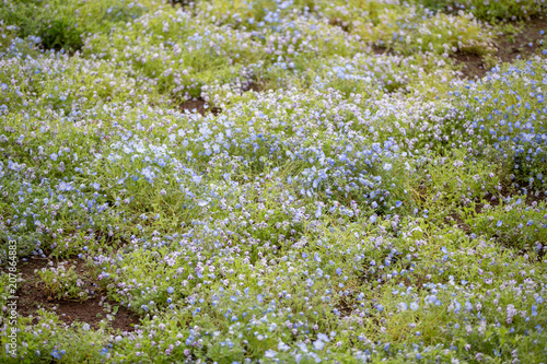 Fototapeta Naklejka Na Ścianę i Meble -  Carpet of Nemophila, or baby blue eyes flower