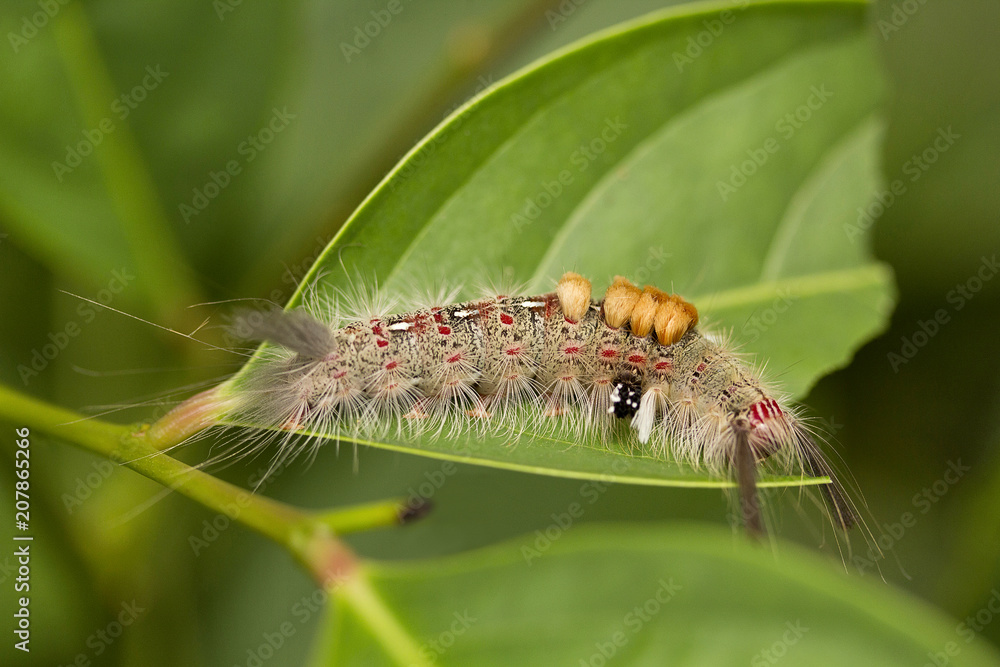 Moth Caterpillar, Jampue hills, Tripura , India Moth Caterpillar, Jampue hills, Tripura , India