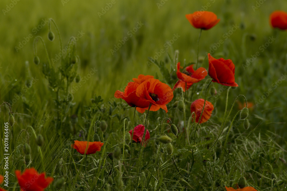 Obraz premium Mohn