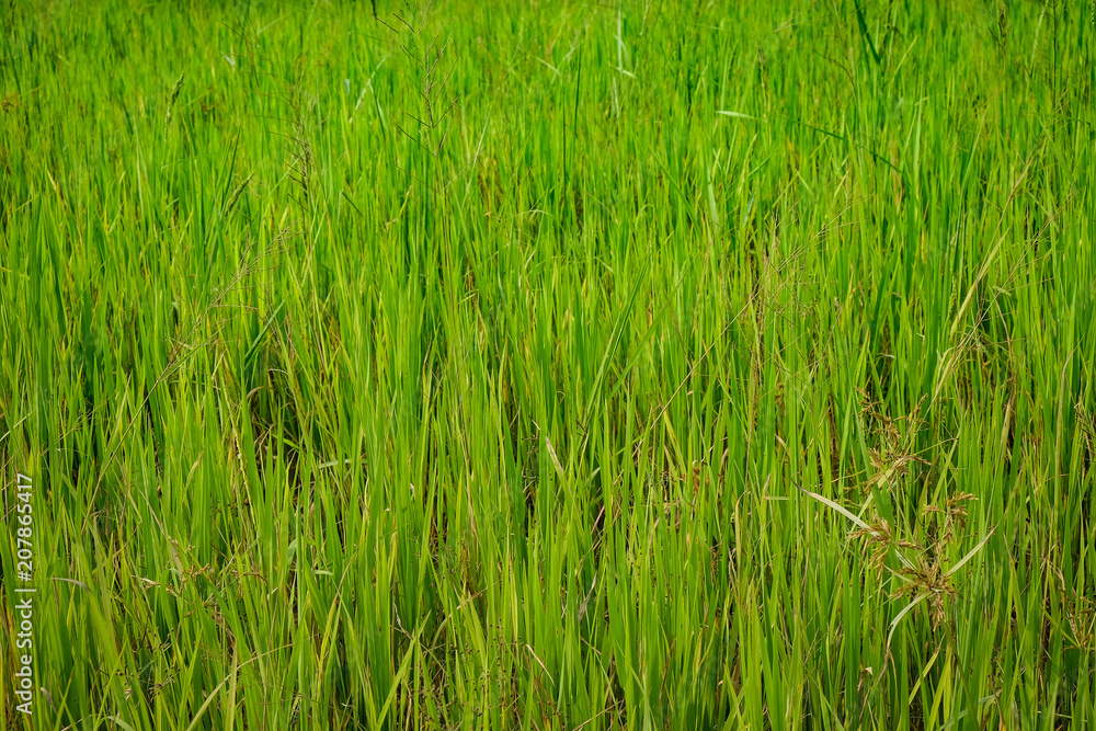 green grass background, green grass texture.