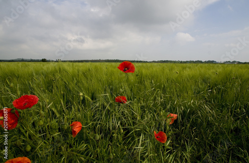 Mohn