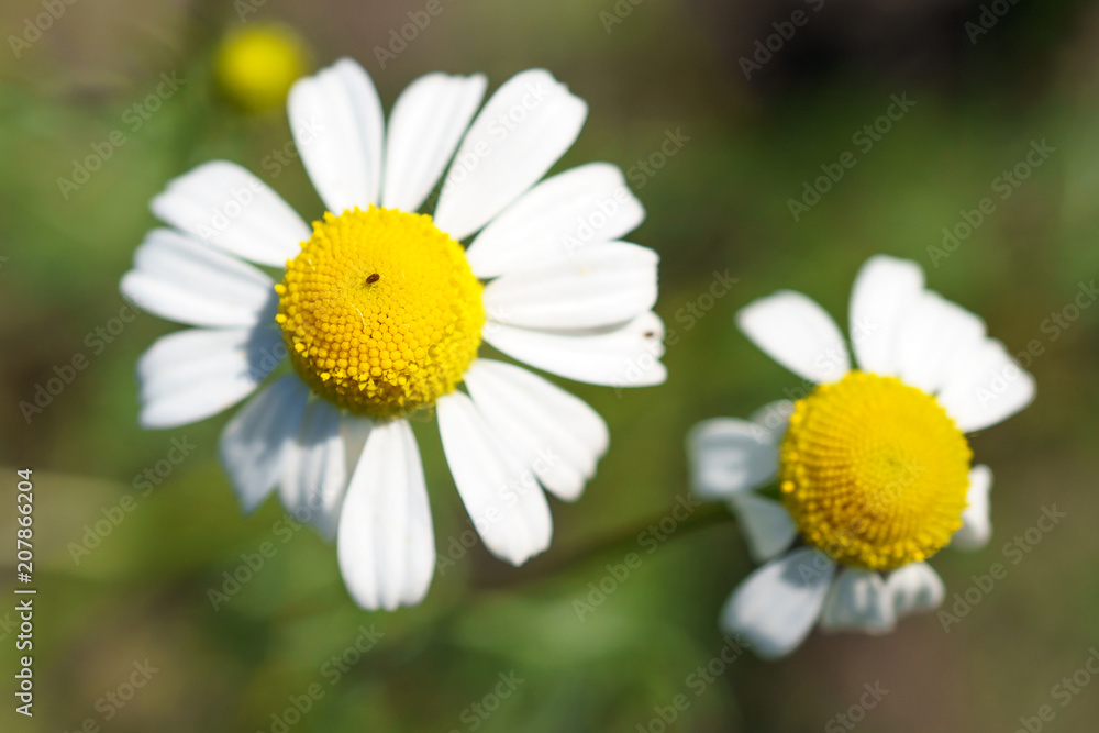 Fototapeta premium Chamomile in a sunny garden for healthy teas