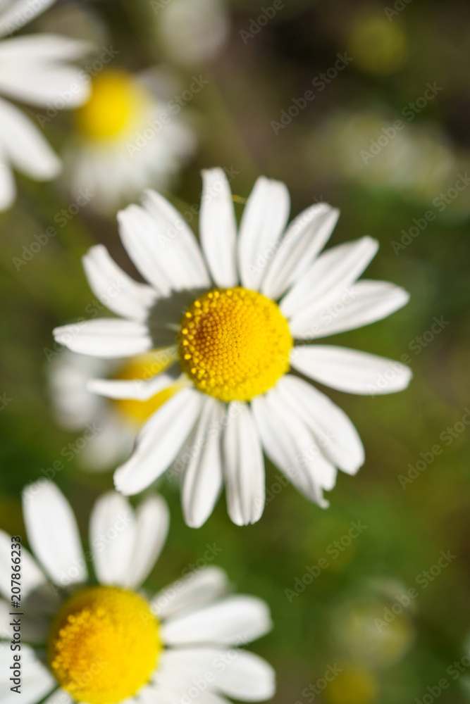 Chamomile in a sunny garden for healthy teas Chamomile in a sunny garden for healthy teas
