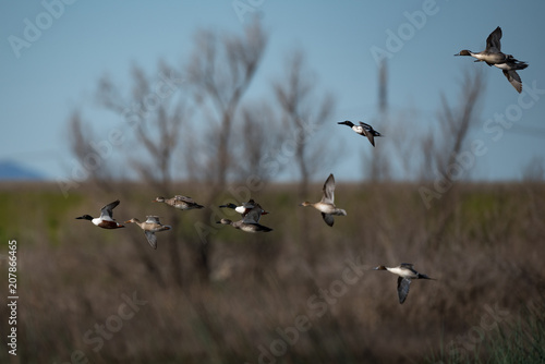 flying flock of mixed ducks