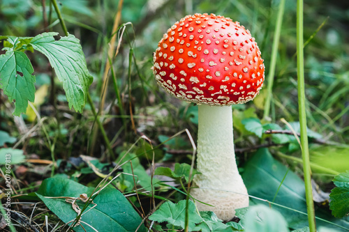 red mushroom fly agaric poisonous and dangerous in the autumn forest