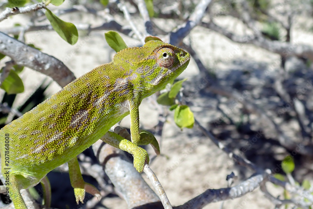 Common Chameleon (Chamaeleo chamaeleon), The common chameleon Madagascar Common Chameleon (Chamaeleo chamaeleon), The common chameleon Madagascar