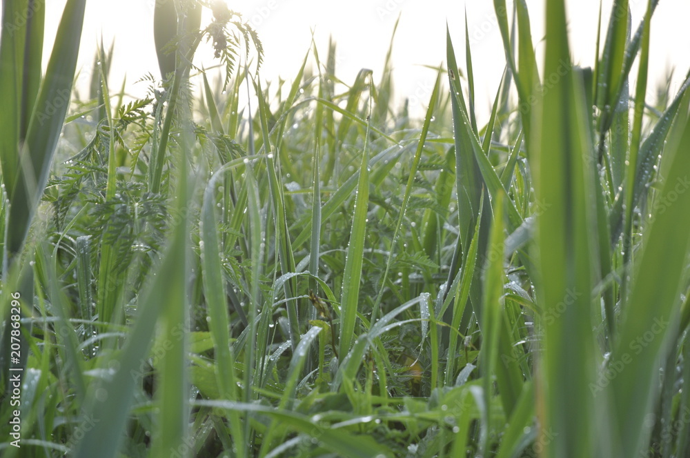 Fototapeta premium цветы