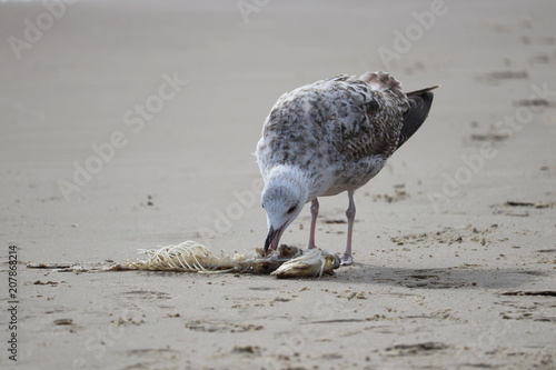 einjährige Silbermöwe frisst Reste eines Fisches an der Ostsee