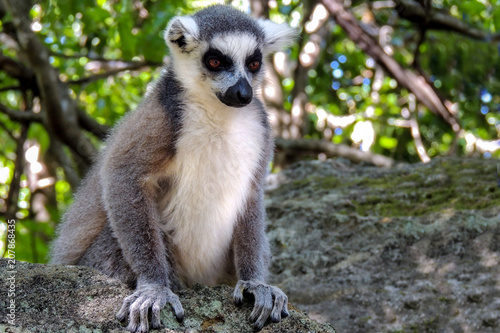 Ring-tailed Lemur, Lemur catta, portrait - Madagascar