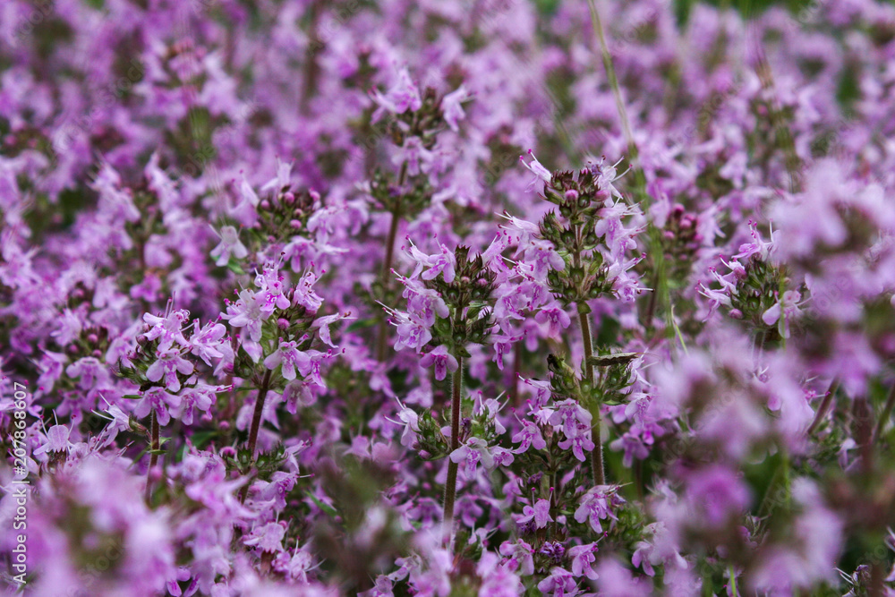 Wild Thymus serpyllum. Medicinal herb.Pink flowers of thyme grow in the field. Wild Thymus serpyllum. Medicinal herb.Pink flowers of thyme grow in the field.