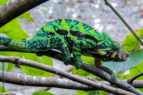 Panther Chameleon (lat. Furcifer pardalis),wild nature, Madagascar