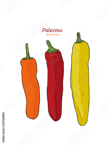 Three Palermo sweet peppers vector.