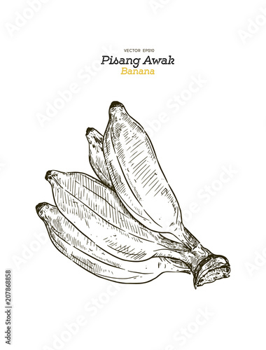 Pisang Awak banana .Thai call Kluai Namwa set. hand draw sketch vector.