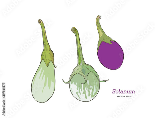 Eggplants set. Hand drawing of vegetable. Vector art illustration. photo
