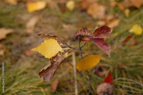 acorn hat on dry and yellow leaves closeup on grass in autumn