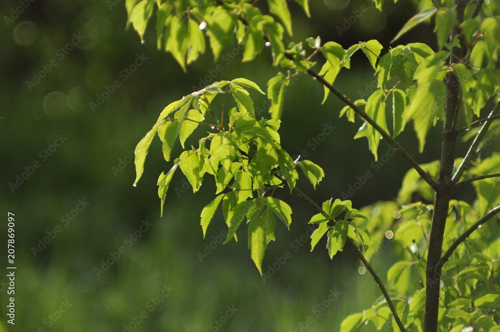 Fototapeta premium доска