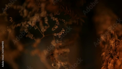 CLose-up of still-life ears for background. Bouquet from dry gold spikes of cereals. Organic natural texture with agricultural crops. Blured shot of stalks and seeds of wheat. Healthy diet or bakery. photo