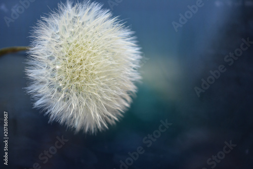 White fluffy dandelion flower on a dark blue blurred background.fantasy mystical floral composition.minimal art