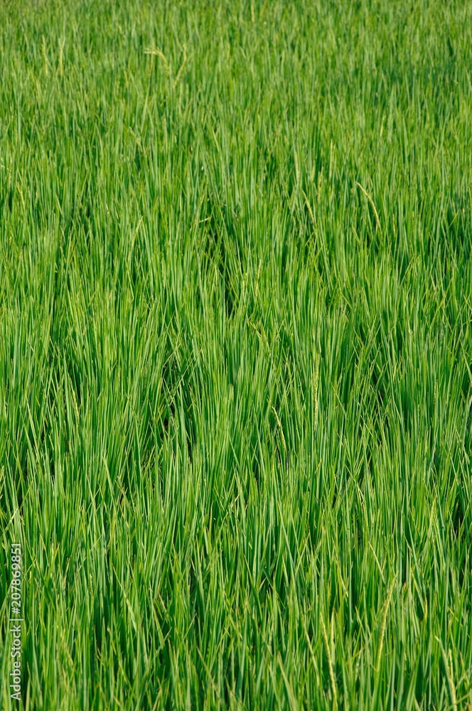 Obraz premium Ear rice