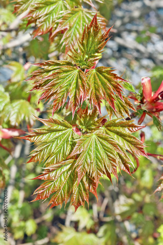 New spring life of maple tree branch background.