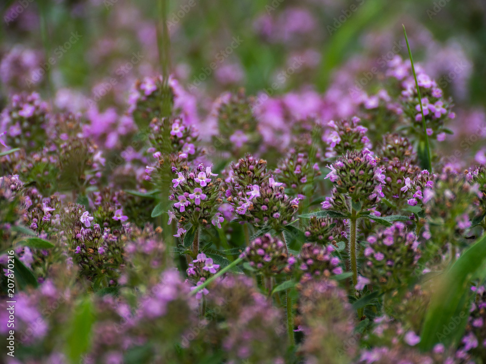 Wild Thymus serpyllum. Medicinal herb.Pink flowers of thyme grow in the field.