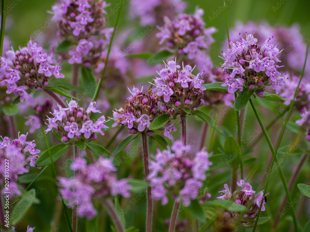 Wild Thymus serpyllum. Medicinal herb.Pink flowers of thyme grow in the field. Wild Thymus serpyllum. Medicinal herb.Pink flowers of thyme grow in the field.