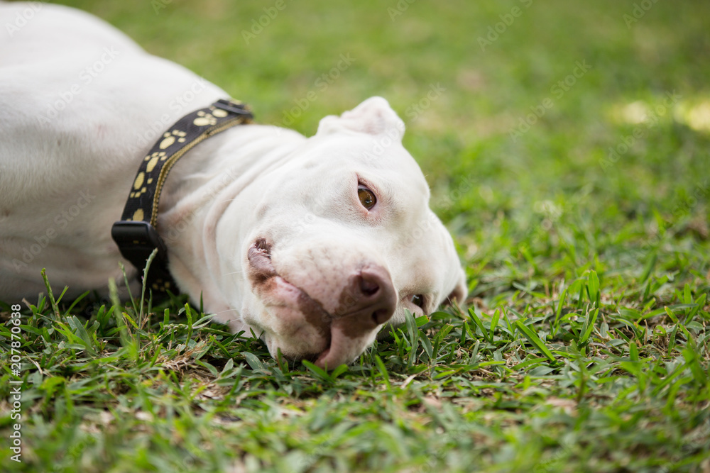 Dog Portrait Dog Portrait