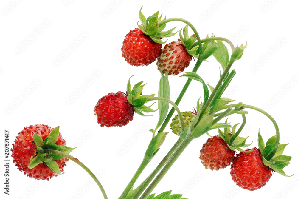 Real wild strawberries are red ripe and green berries on this bush Real wild strawberries are red ripe and green berries on this bush