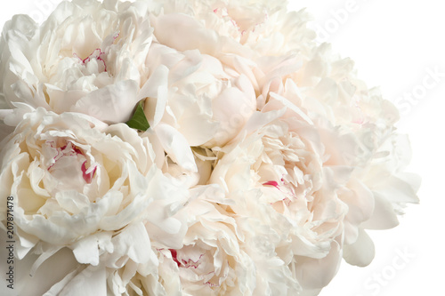 Beautiful blooming peony flowers on white background, closeup