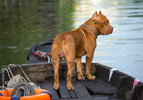 Pit Bull dog male standing on the ship.
