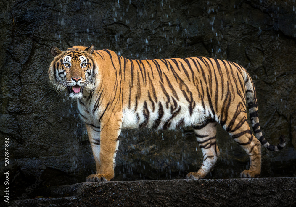 Fototapeta premium Young Sumatran tiger standing amidst nature.