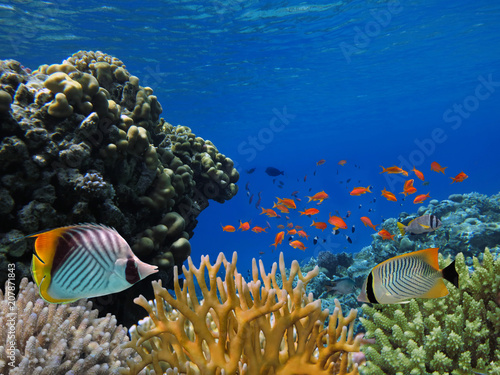 Marine Life in the Red Sea