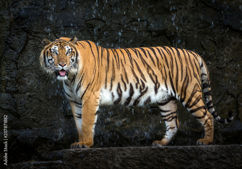 Young Sumatran tiger standing amidst nature.