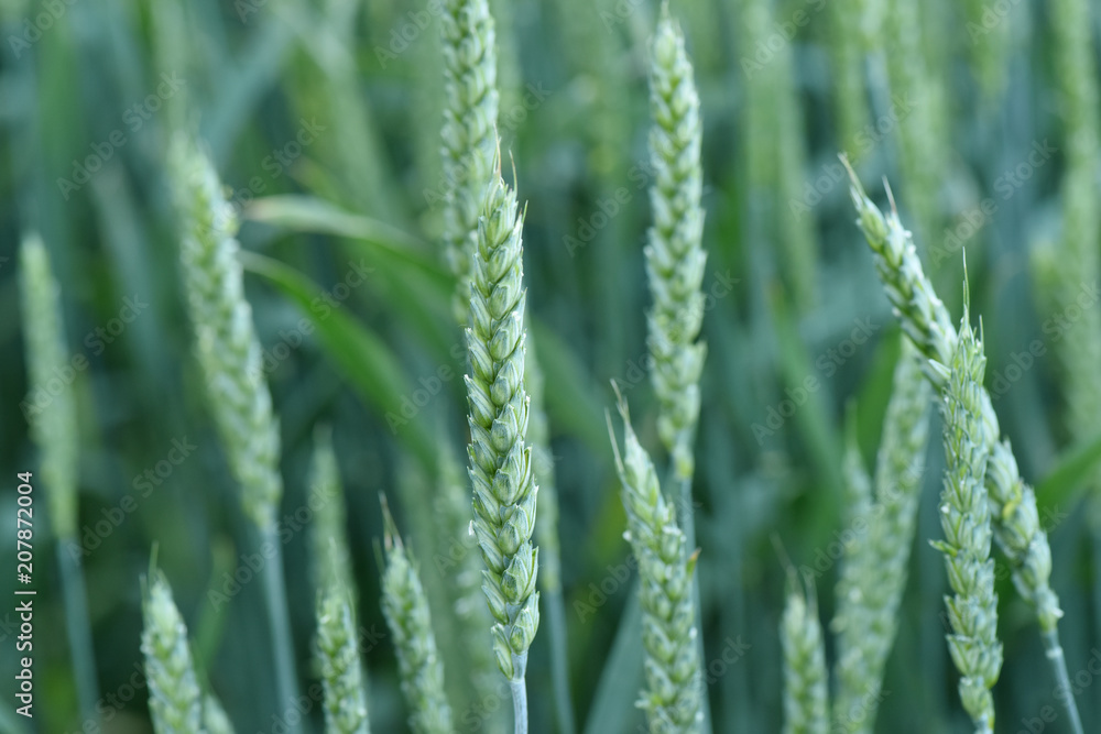 Wheat grows in the field. Green ear. Maturation of plants. Wheat grows in the field. Green ear. Maturation of plants.