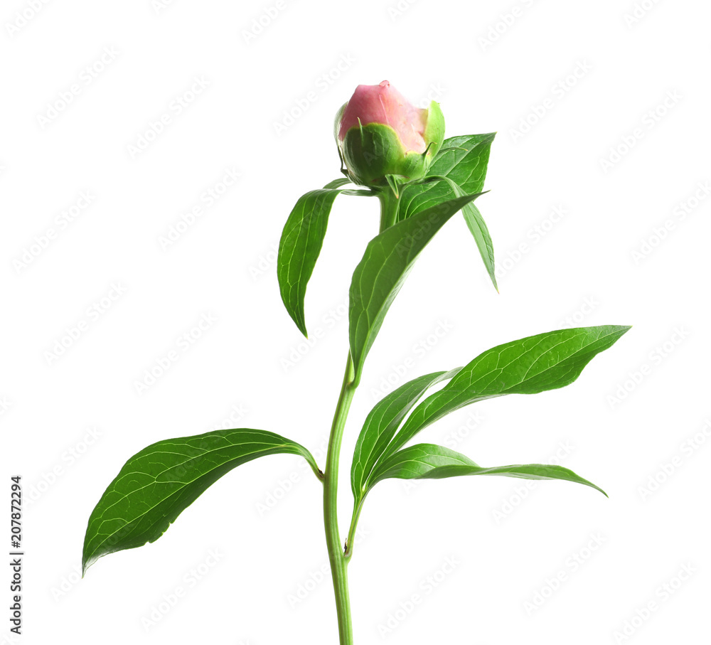 Beautiful bud of peony flower on white background Beautiful bud of peony flower on white background