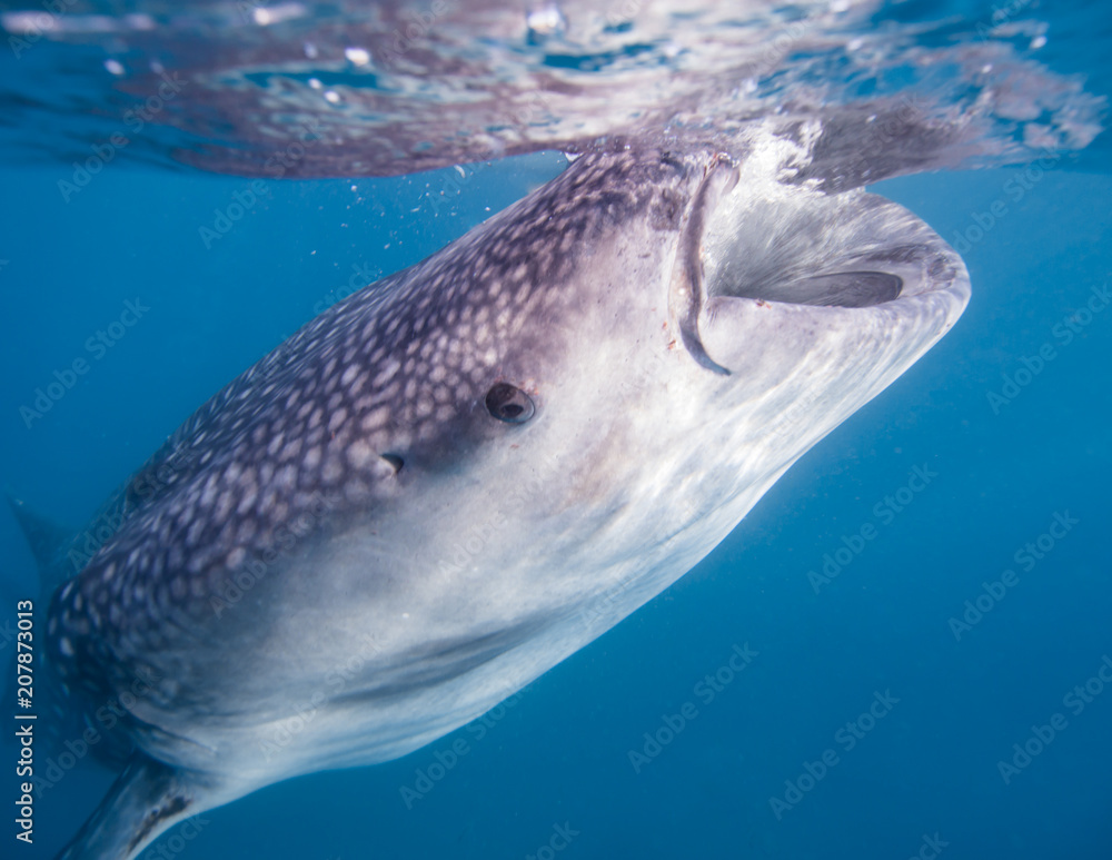 Whale Shark feeding on the surface of the Philippines Stock Photo