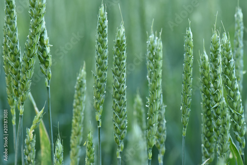 Wheat grows in the field. Green ear. Maturation of plants.